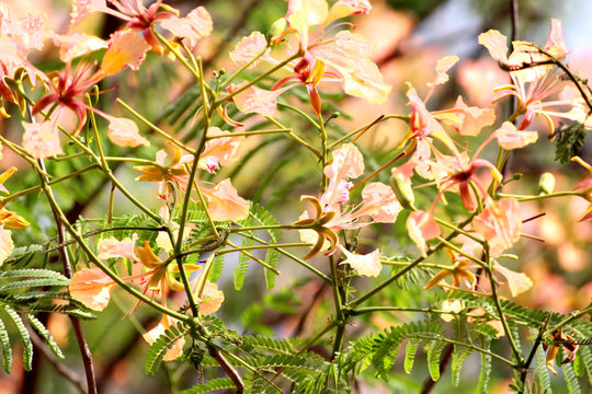 Beautiful looking Color Tree During Summer