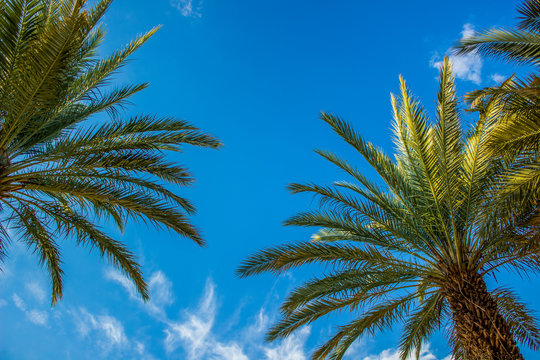 tropic park outdoor scenic landscape with palm trees on blue sky background photography foreshortening from below 