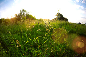 Field in the sunset light.