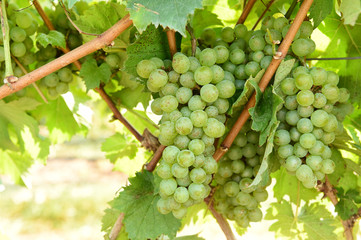 Fototapeta premium Vine and bunch of white grapes in garden
