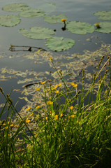 Yellow flowers by the lake, water lily leaves