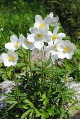 Obraz premium white flowers in garden