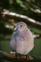 Ring Necked Dove perching on a branch.
