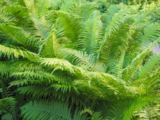 green fern plant