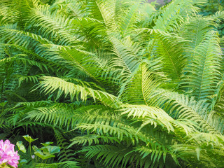 Fototapeta na wymiar green fern plant