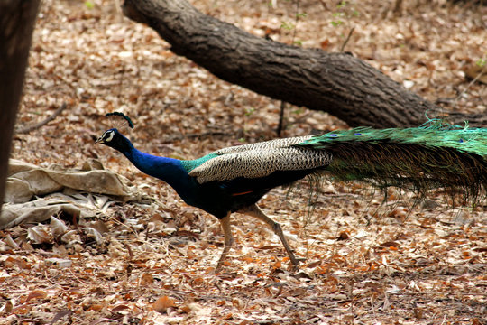 Beautiful peacock in the forest
