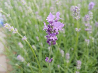 purple flowers in field