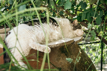 Cat sleeping in the shade of trees in summer garden