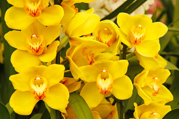 Orchid. Cymbidium sp.