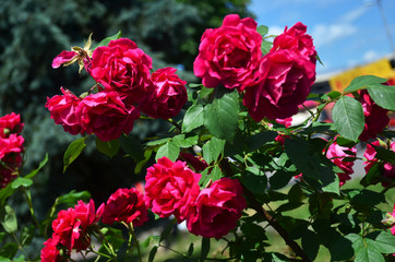 Red rose bushes