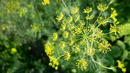 Dill in the garden. Close-up. Culinary herb. Dill umbrella. Spice plant.