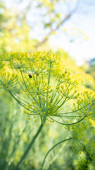 Dill in the garden. Close-up. Culinary herb. Dill umbrella. Spice plant.