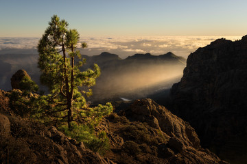 Endemic conifer on a mountain before a sunset on Gran Canaria, Canarian islands