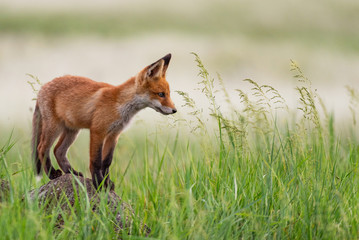 Naklejka na ściany i meble Young red Fox stands on a rock in the grass
