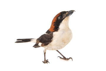 Woodchat Shrike, Lanius senator, isolated on white background.