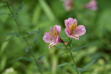 Alstromeria (Peruvian lily / Lily of the Incas) is rich in flower color.