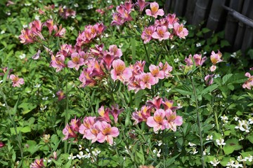 Fototapeta premium Alstromeria (Peruvian lily / Lily of the Incas) is rich in flower color.