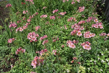 Alstromeria (Peruvian lily / Lily of the Incas) is rich in flower color.
