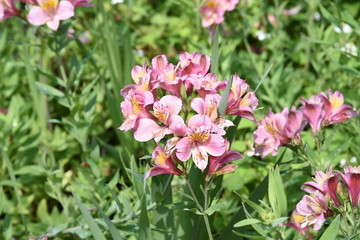 Alstromeria (Peruvian lily / Lily of the Incas) is rich in flower color.