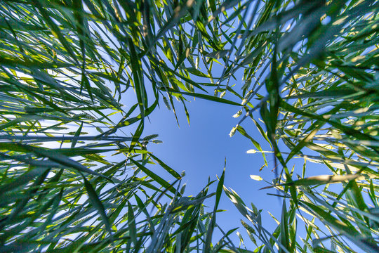 Weizen im Fr&uuml;hling Blick in den Himmel vom Boden aus