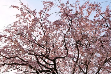 風景　春　桜　茨城　