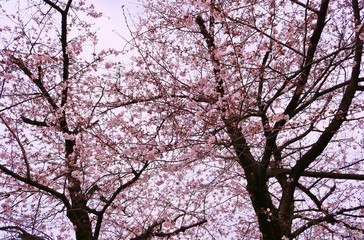 風景　春　桜　茨城　