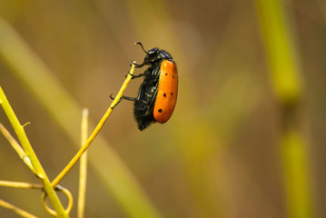 Insect hanging at the end of his way up