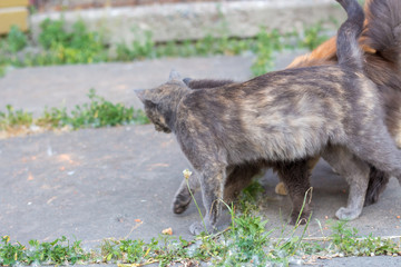 Fototapeta premium Homeless cats on the street