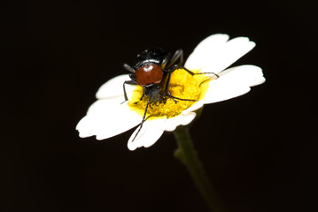 Insect on white flower black background