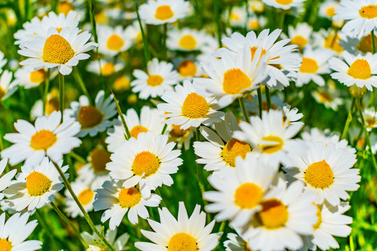 Wild flowers of the chamomile, Sunny summer day © Сергей Старостов