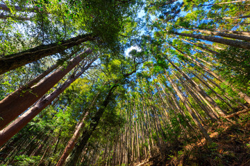 Fototapeta na wymiar Japanese mountain forest