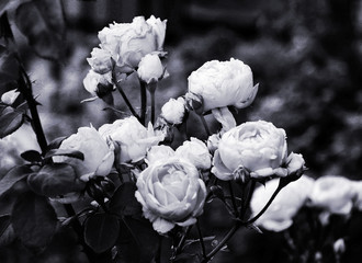 roses S/W