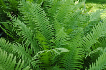 green fern leaves