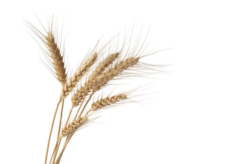 Fototapeta premium Wheat ears isolated on white