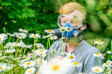 a person with allergies in a respirator and goggles sniffs chamomile in a meadow