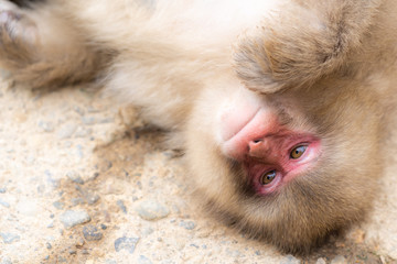 Japanese Snow monkey