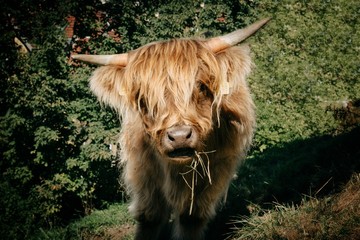 Portrait of a curious cow