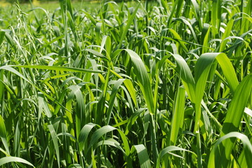 Obraz premium field of corn