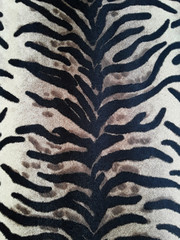 Fototapeta na wymiar zebra skin texture, pattern, natural texture