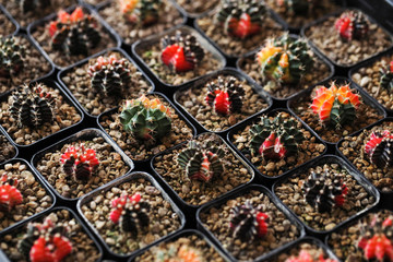 Close up of Cactus on the pot.