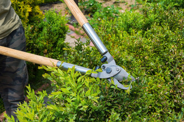 A worker cutting bushes with scissors in the garden. A sunny day.