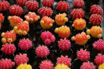 Close up of Cactus on the pot.