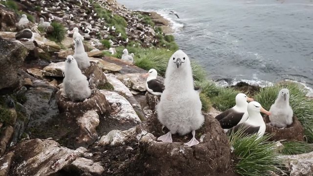 Black-browed Albatross chick sitting in its mud cup nest