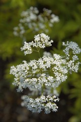Valerian  plant blooming in spring in a garden in Nijmegen the Netherlands