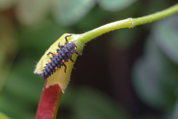 Little tiny ladybug larva on acacia seeds in the garden. Macro photography of insects, selective focus, copy space.