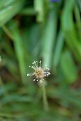 Flowering plantain plant in spring in a garden in Nijmegen the Netherlands