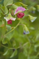 Flowers of the marrowfat pea in an organic vegetable garden in Nijmegen the Netherlands