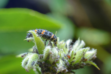 Useful larva ladybug hunts and eats aphids in the garden. Macro photography of insects, selective...