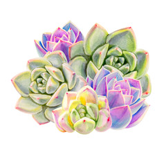 Composition from colorful succulents.  Decorative plants. Floral print. Marker drawing. Watercolor painting. Beautiful houseplants. Greeting card. Flower painted background. Hand drawn illustration.