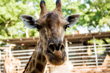 A big giraffe in zoo. Animal background.